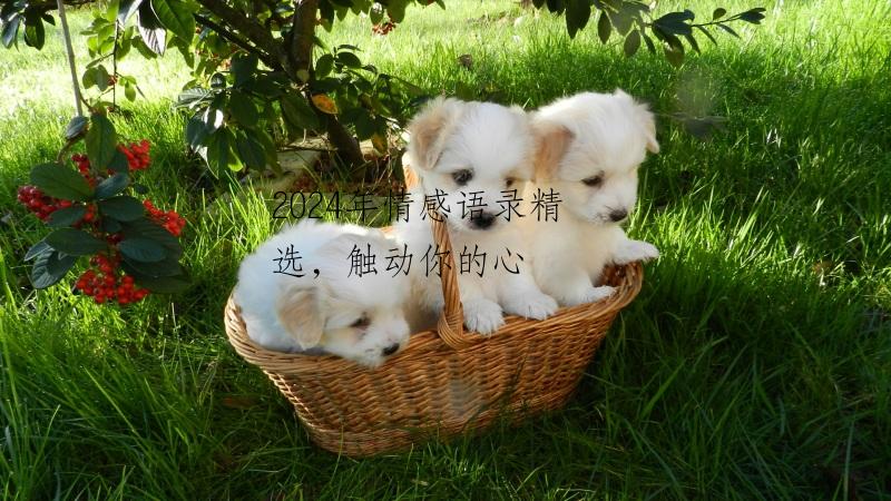 2024年情感语录精选，触动你的心