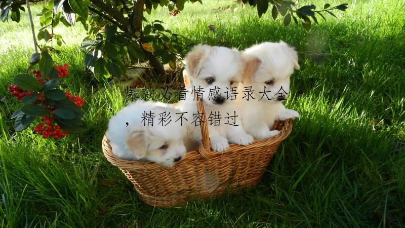 爆款必看情感语录大全，精彩不容错过