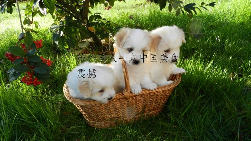 给外国人一点中国美食震撼
