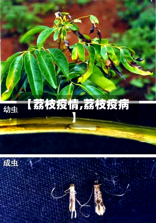 【荔枝疫情,荔枝疫病】