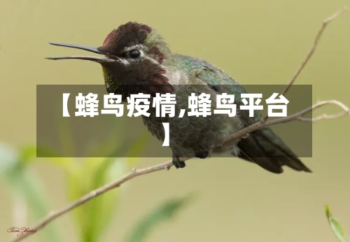 【蜂鸟疫情,蜂鸟平台】