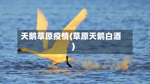 天鹅草原疫情(草原天鹅白酒)