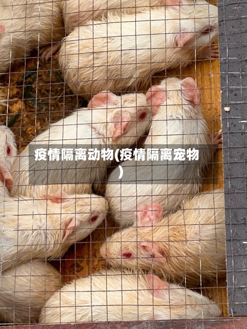 疫情隔离动物(疫情隔离宠物)