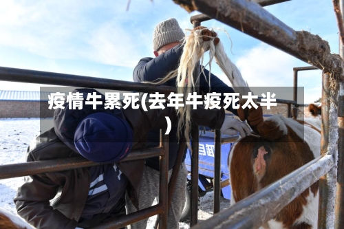 疫情牛累死(去年牛疫死太半)