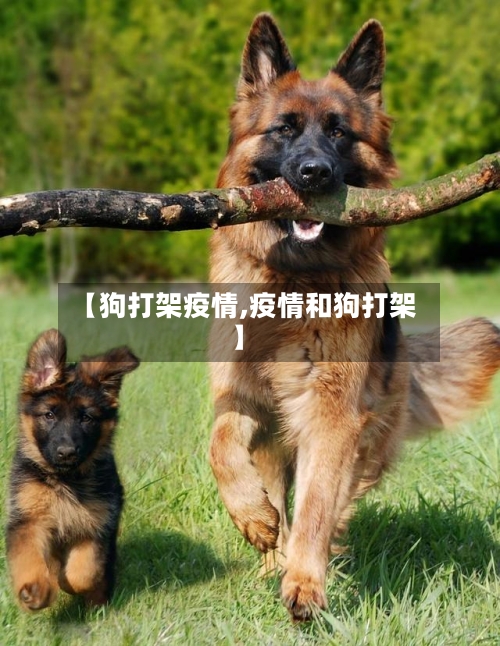 【狗打架疫情,疫情和狗打架】