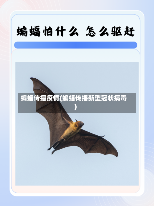 蝙蝠传播疫情(蝙蝠传播新型冠状病毒)