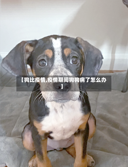 【狗比疫情,疫情期间狗狗病了怎么办】